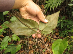 Mikania banisteriae