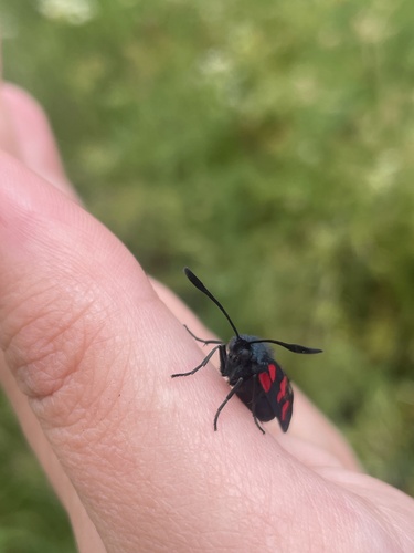 Five-spot Burnet, Moldes, Valga, Pontevedra, ES, photo 9 of 10