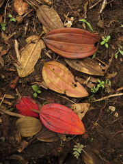 Andesanthus lepidotus