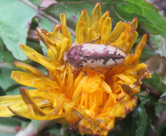 Acmaeodera pilosellae
