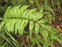 Blechnum cordatum