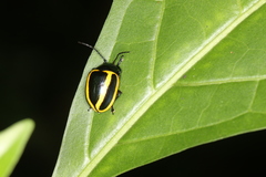 Proseicela vittata