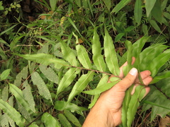 Blechnum cordatum