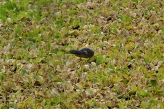 Ixobrychus sturmii