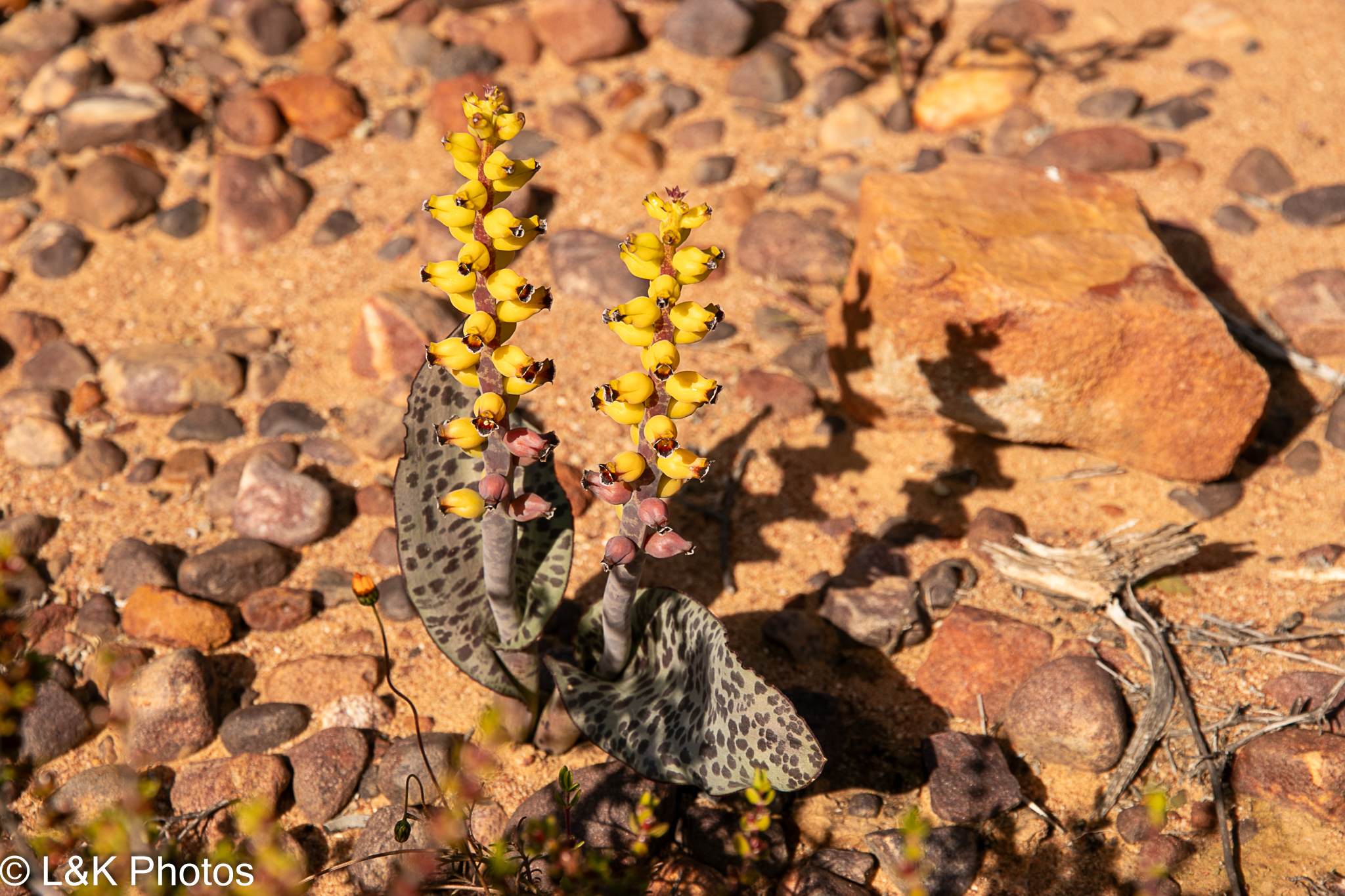 Lachenalia karoopoortensis