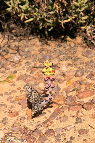 Lachenalia karoopoortensis