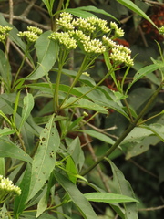 Ageratina popayanensis