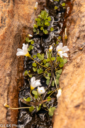 Oxalis dregei (Oxalis dregei)
