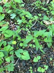 Geum vernum