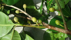Pouteria grandiflora