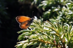 Coenonympha corinna