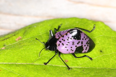 Cypherotylus dromedarius