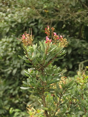 Bejaria