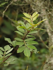 Weinmannia sorbifolia