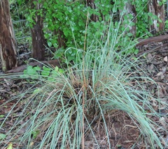 Muhlenbergia lindheimeri