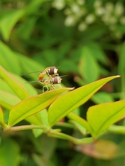 Toxomerus marginatus