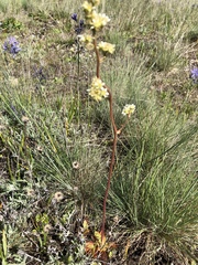 Micranthes integrifolia