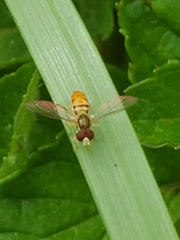 Toxomerus marginatus