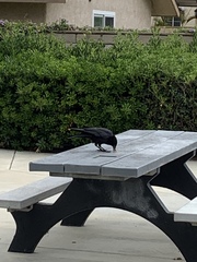 Corvus brachyrhynchos