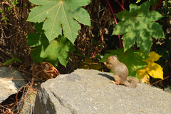 Notocitellus annulatus