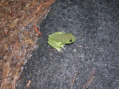 Hyla gratiosa