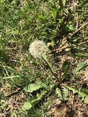 Taraxacum officinale