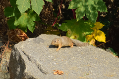 Notocitellus annulatus