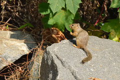 Notocitellus annulatus