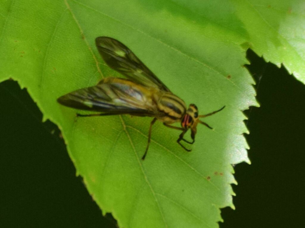 Deer Flies from Richland County, SC, USA on May 17, 2024 at 01:17 PM by ...