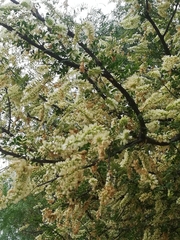 Vachellia rigidula