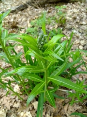 Amsonia tabernaemontana
