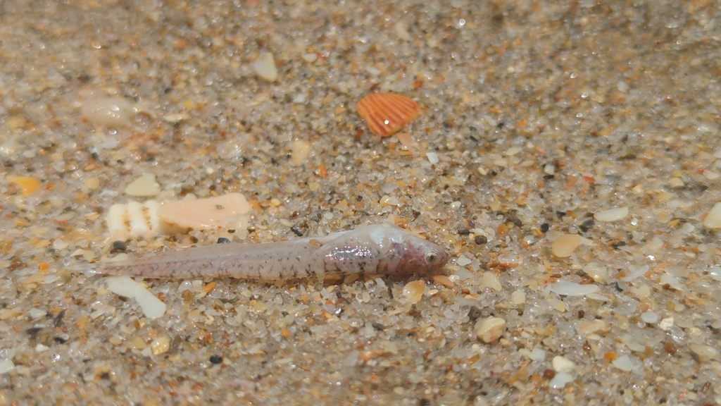 Gemaskerde zandkijker (Gillellus healae) — Dactyloscopidae