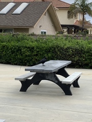 Corvus brachyrhynchos