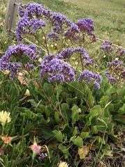 Limonium perezii