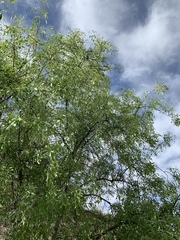 Fraxinus cuspidata