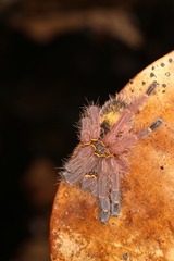 Ephebopus cyanognathus