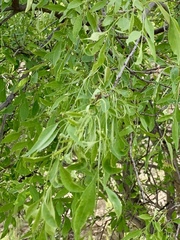 Fraxinus cuspidata