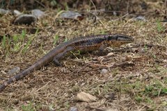 Tupinambis teguixin