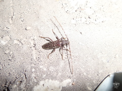 Orwellion gibbulum arizonense