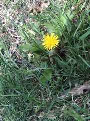 Taraxacum officinale