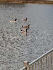 Branta canadensis