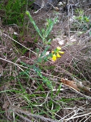 Genista anglica