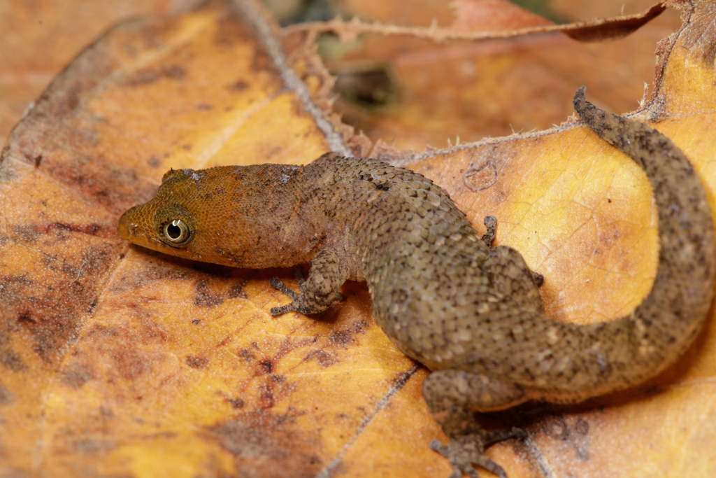 Hispaniolan Tailspot Sphaero