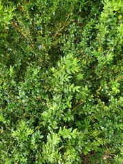 Buxus microphylla