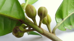 Pouteria grandiflora