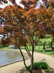 Acer palmatum