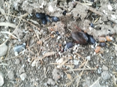 Pycnoscelus surinamensis