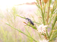 Epicauta maculata-group
