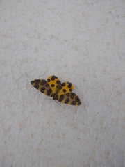 Pantherodes pardalaria