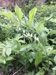 Polygonatum × hybridum